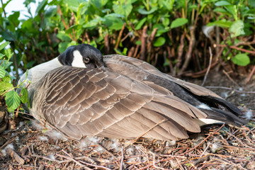 Brütende Kanada-Gans schläft in ihrem Nest auf ihrem Gelege
