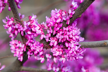 The branch of the Judean tree in bloom