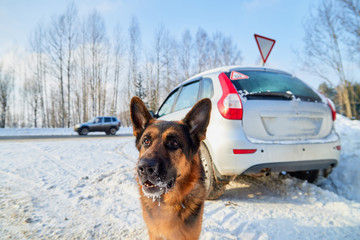Dog German Shepherd near car during travel in a winter