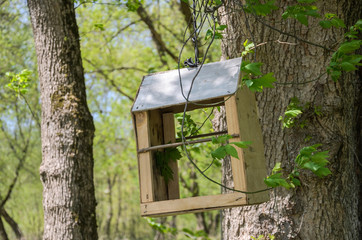 Handmade wooden bird feeder hanging on the tree