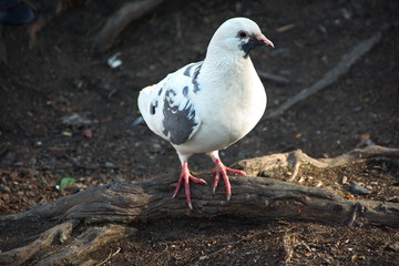 Portrait of the white pigeon in the nature