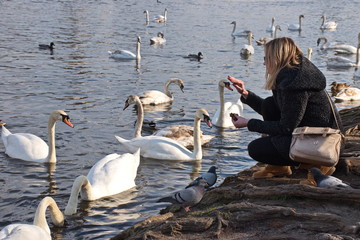 Fototapeta premium Portrait of the young woman feeding swans on the river