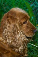 beautiful english cocker spaniel head