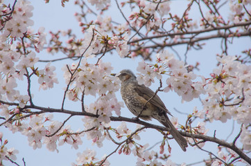桜とヒヨドリ