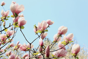 Blooming pink magnolia against the blue sky