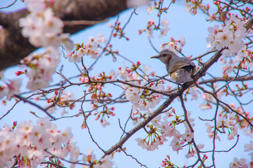 桜とヒヨドリ