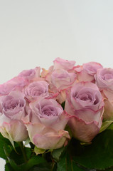 Purple rose country spirit lady on white background