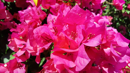 close-up pink bougainvillea flower