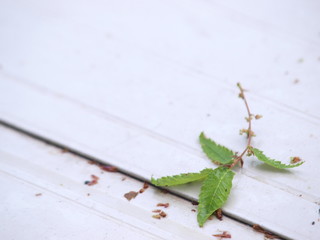 Obraz premium a leaf