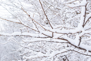 Trees after snowfall. Close-up of branches covered with snow.