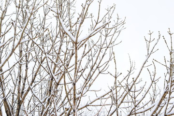 Branches in snow. Young aspens with thin branches covered with snow. Against the bleached sky.