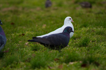 芝生の上の真っ白なハト