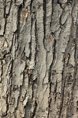 Texture of cracked tree bark