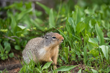 Ground Squirrel, Glacier National park.