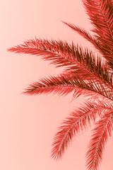 Branches of palm tree toned in living coral