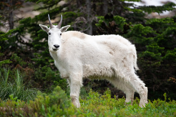 Fototapeta na wymiar Glacier np Mountain Goats