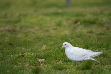 芝生の上の真っ白なハト