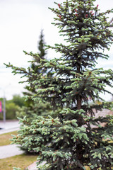 Little beautiful Christmas tree in a park in Novosibirsk, Russia
