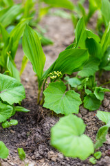 Lily of the valley flower in the park in Novosibirsk, Russia