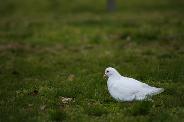 芝生の上の真っ白なハト