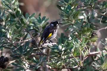 A New Holland Honeyeater bird in a Banksia bush.