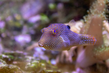 colorful pufferfish