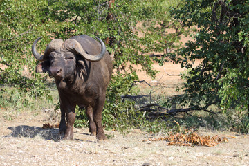 Fototapeta premium Kaffernbüffel / Buffalo / Syncerus caffer