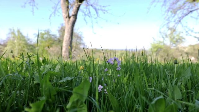 Fr&uuml;hlingswiese - Kamerafahrt