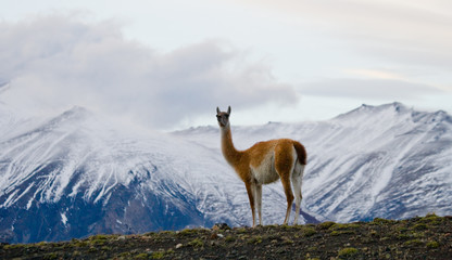 Guanaco stands on the crest of the mountain backdrop of snowy peaks. Torres del Paine. Chile. South America