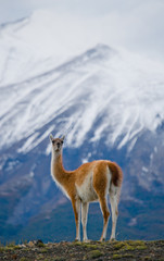 Guanaco stands on the crest of the mountain backdrop of snowy peaks. Torres del Paine. Chile. South America