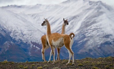 Guanaco stands on the crest of the mountain backdrop of snowy peaks. Torres del Paine. Chile. South...