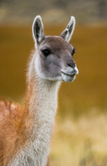 Portrait of guanaco. Torres del Paine. Chile. South America.