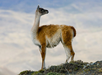 Guanaco in National Park Torres del Paine. Chile. Patagonia. South America. 