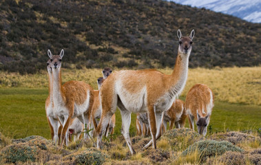 Group guanaco in the national park Torres del Paine. Chile. South America. 