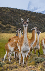 Group guanaco in the national park Torres del Paine. Chile. South America. 