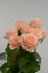 Peach rose flower on white background