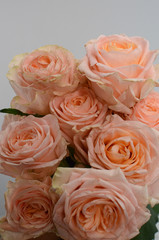 Peach rose flower on white background