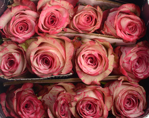 Rose summer flower for background