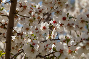 Fototapeta na wymiar Apple tree blooms in spring. Beautiful blooming apple trees.