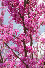 The branch of the Judean tree in bloom