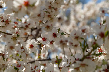 Apple tree blooms in spring. Beautiful blooming apple trees.