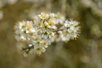 Blühender Baum im Frühling