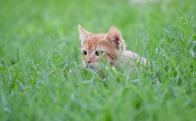 Kleine rote Katze spielt im Gras