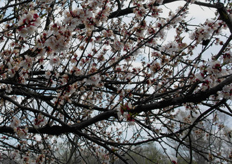 Spring. All wakes up, flowers sakura blossom .