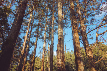 Fototapeta premium Mountain ash in the afternoon sun 
