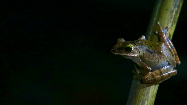 Polypedates leucomystax hang on bamboo and like living night