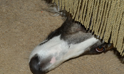 The long nose and one eye of a black masked Borzoi dog peeps out under a green sofa.
