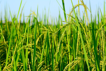 The rice grains are coming out.