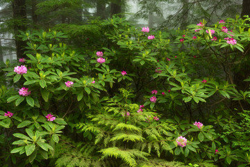 Wild rhododendron, Mt. Walker near Quilcene, Washington (the Washington State flower)