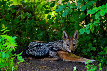 The Jackal (Canis aureus) is a species of canine beast. It mainly inhabits southeastern Europe and southwest, south Asia, but also some regions of Southeast Asia. Dangerous animal!